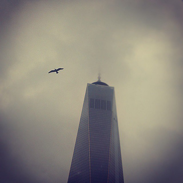 #bird in the #sky. #newyork #newyorkcity #911